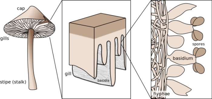 Basidia produce spores by a process known as _____.