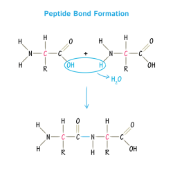 Peptide acid carboxyl amino