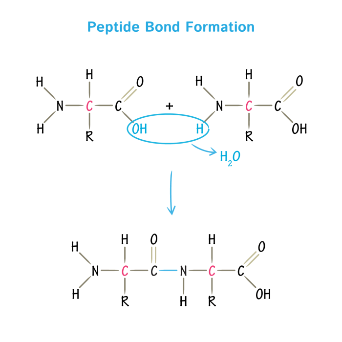 Peptide acid carboxyl amino