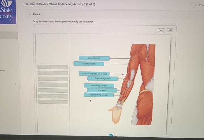 Exercise 13 review sheet art-labeling activity 3