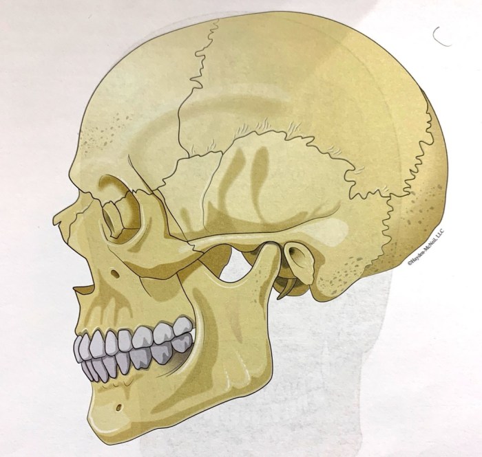 Milady chapter 6 general anatomy and physiology workbook answers