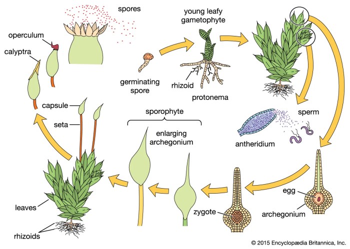 Basidiospores basidia fungi reproduction medical