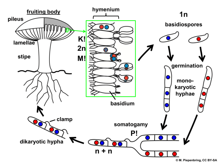 Basidia produce spores by a process known as _____.