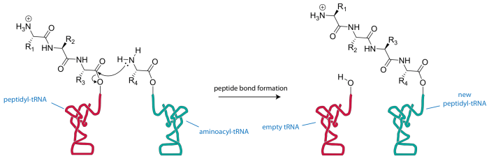 Select all correct descriptions of peptidyl transferase.