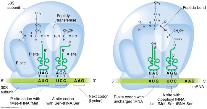 Select all correct descriptions of peptidyl transferase.