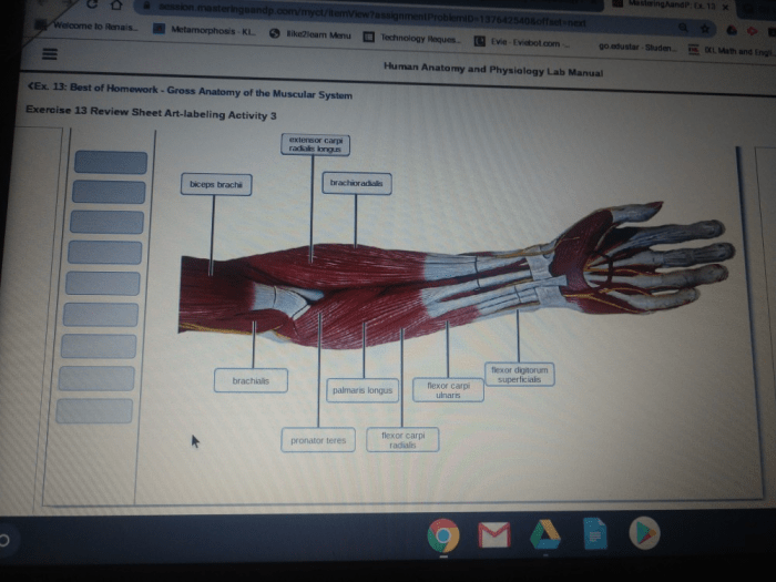 Exercise 13 review sheet art-labeling activity 3