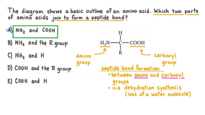 Translation elongation mrna synthesis microbiology initiation ribosome trna codon polypeptide termination acids ribosomal subunit anticodon binding trnas bind factor translational